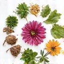 Botanical ingredients icon